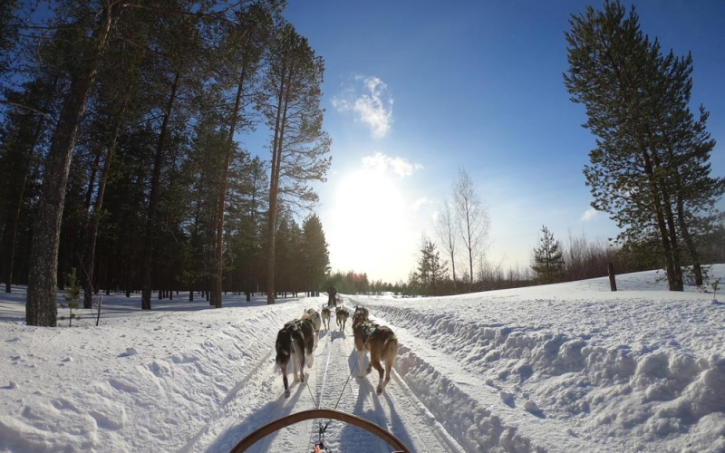 Dog Sled Tours